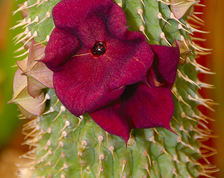 Hoodia Gordonii